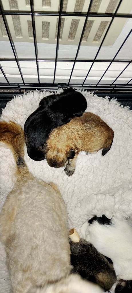 Yorkshire terrier cross chihuahua 