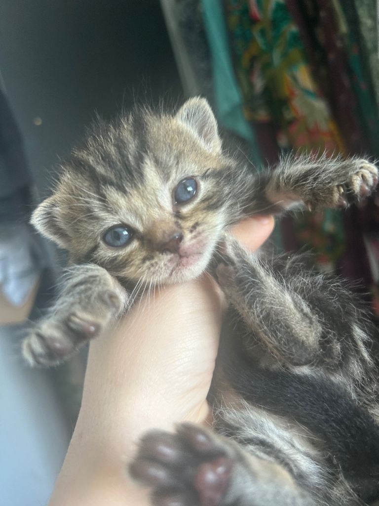 Half Persian Kittens