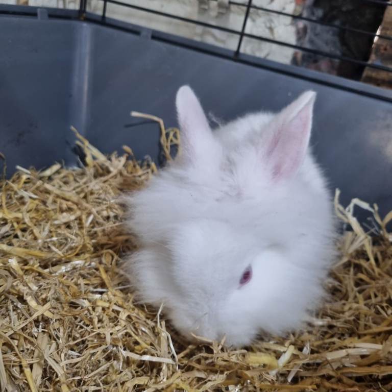 Stunning Pure White Baby Bunnies (Blue Eyes!) 🐰