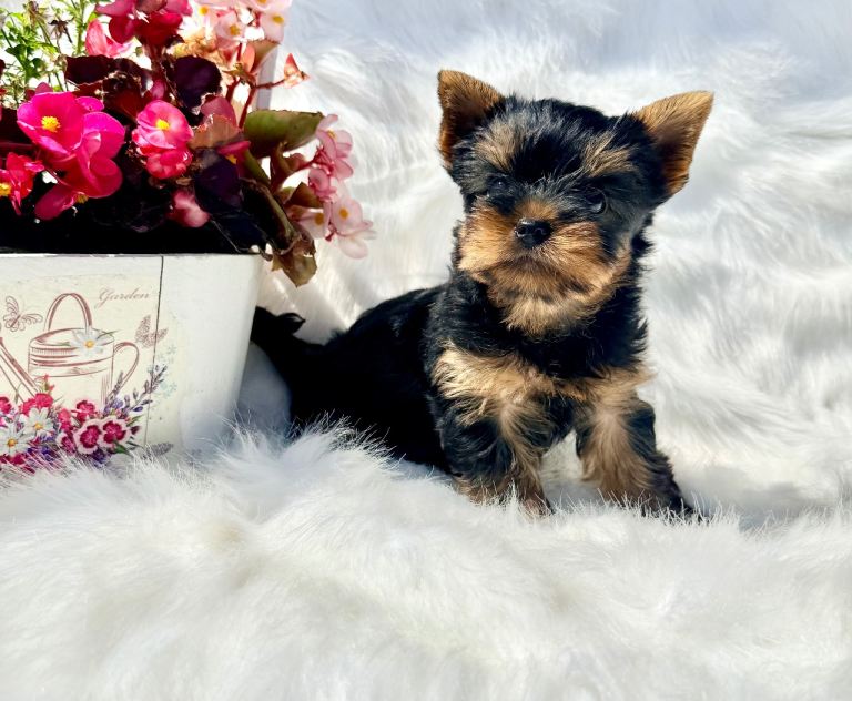 Yorkshire Terrier Puppies  