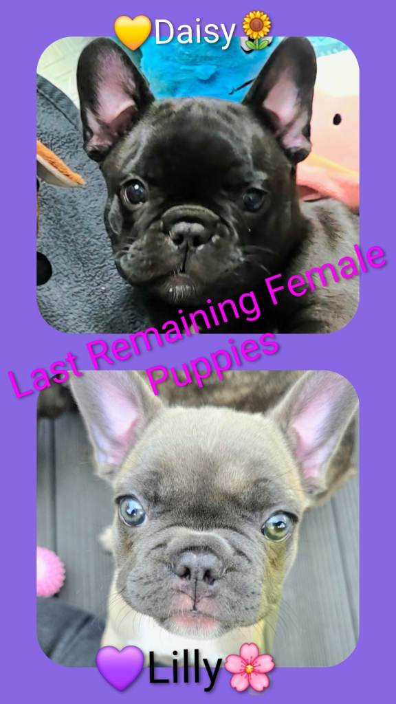 LAST REMAING PUPPIES✨️Beautiful French Bulldog Puppies✨️