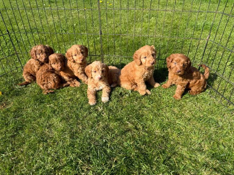 Cockapoo puppys ready now 