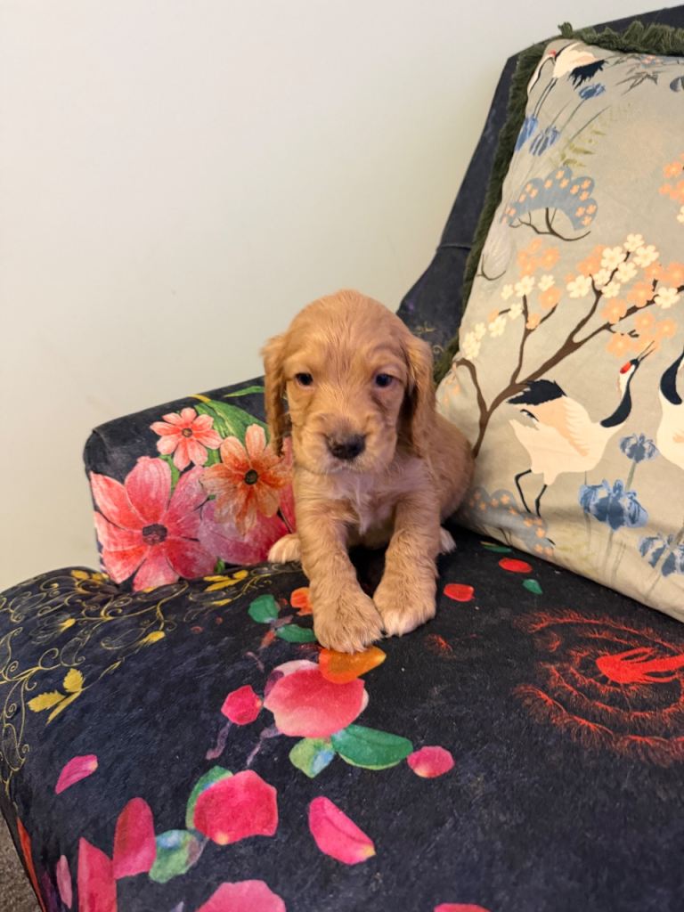 Beautiful Cocker Spaniel Puppies Available