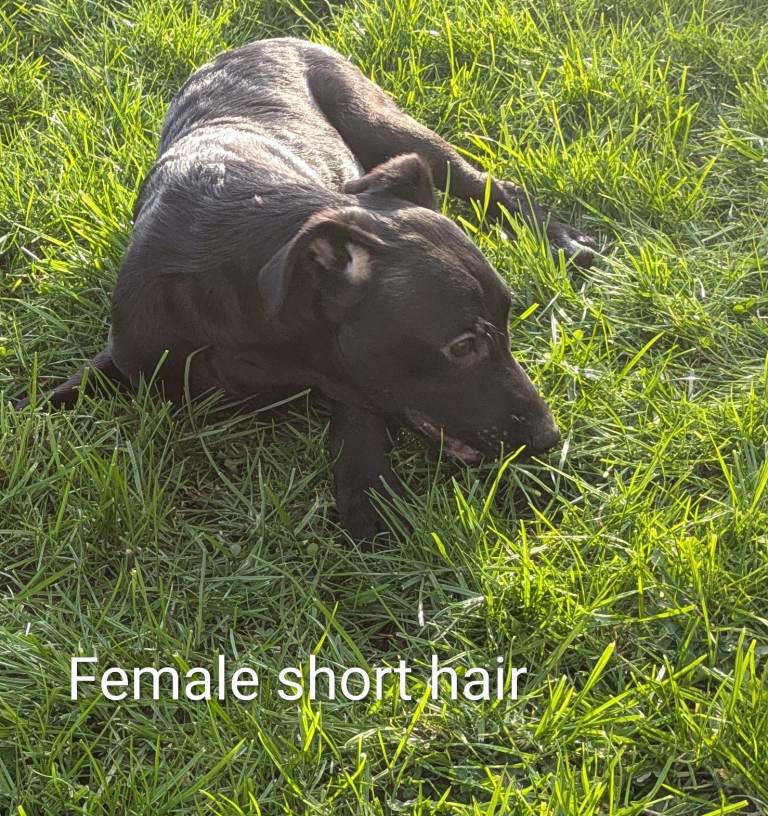 Labrador x Whippet x Rough Collie (Lassie) x Lurcher Cross