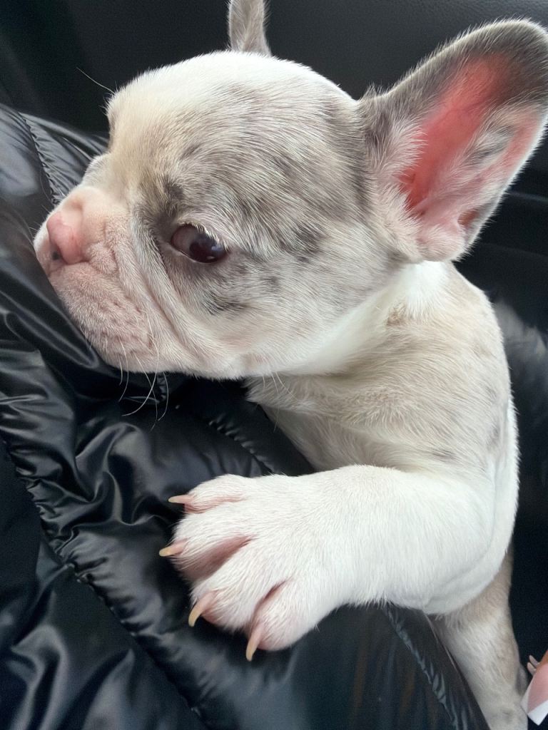 French bulldog for sale 