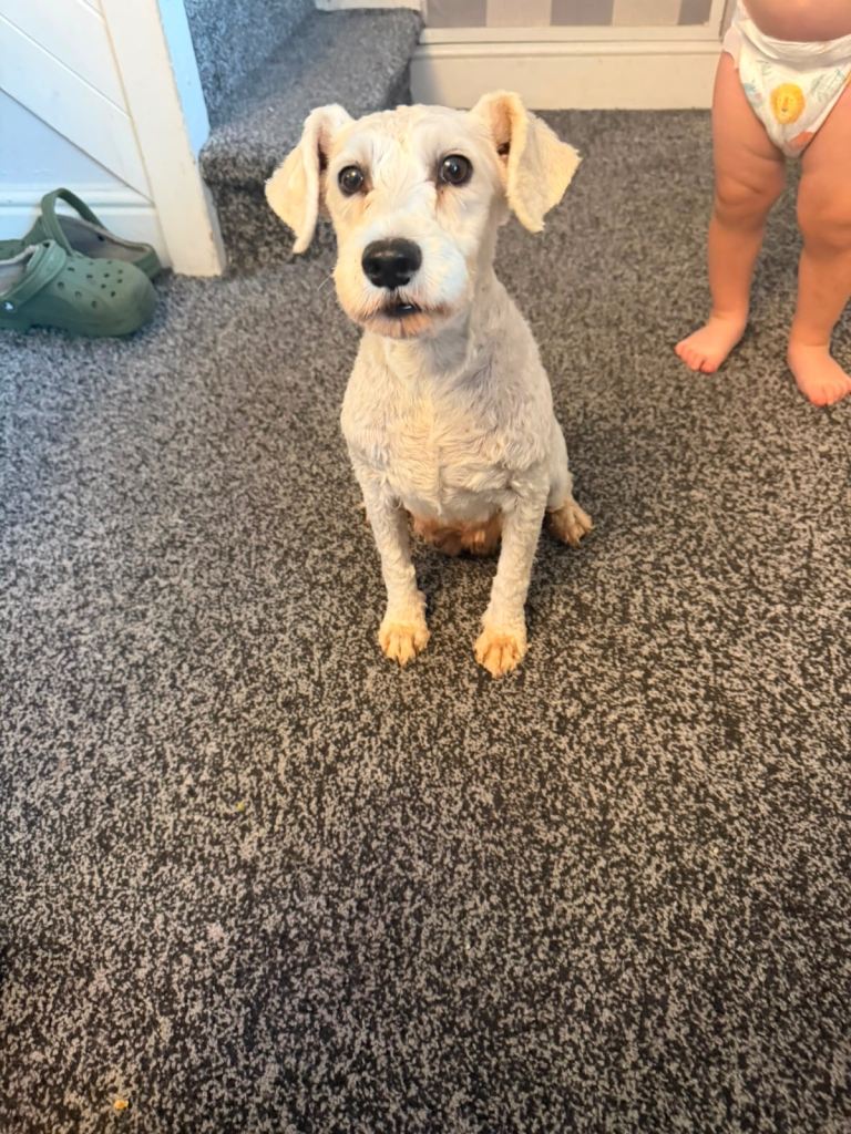 Winnie a miniature schnauzer girl