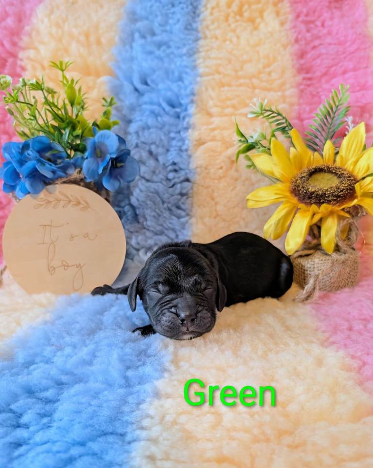 Beautiful cocker spaniel boys *2 left*