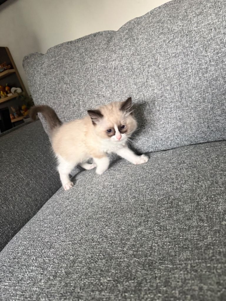 Ragdoll kitten