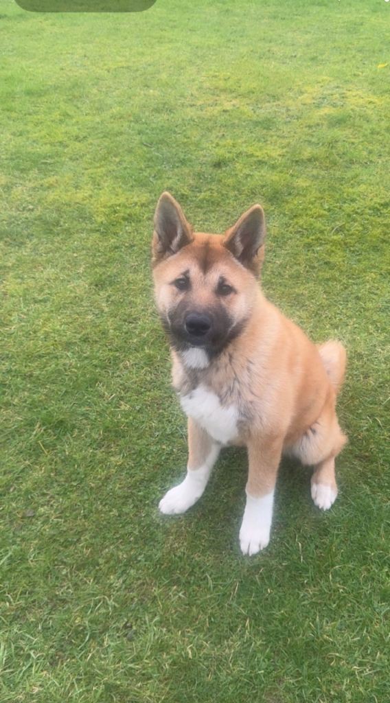 Japanese Akita