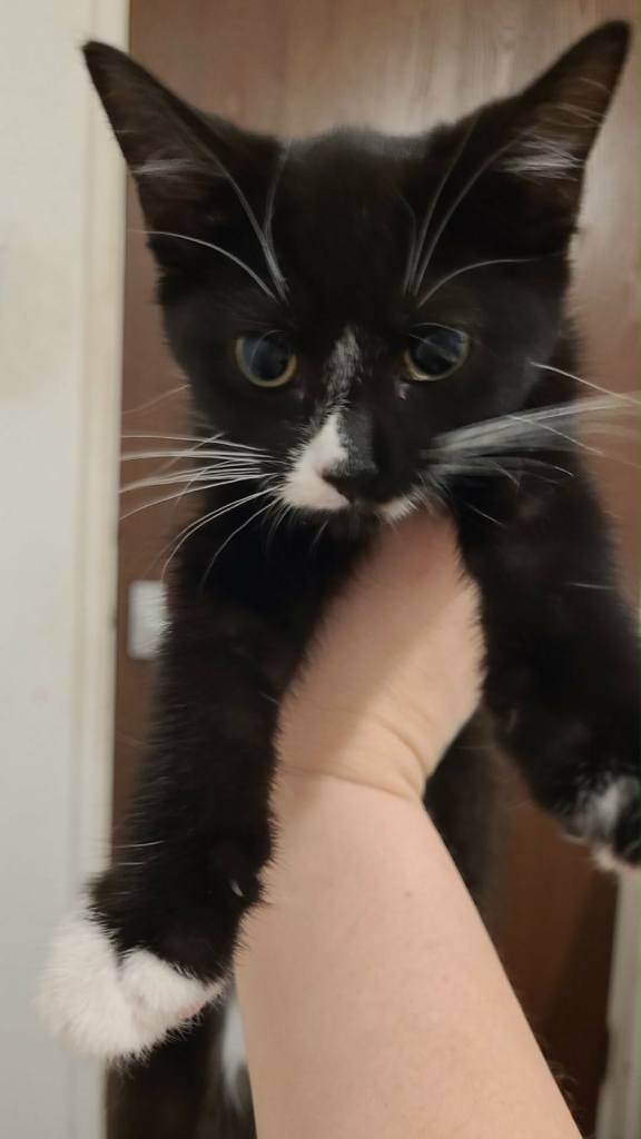 4 x kittens looking for their new home 