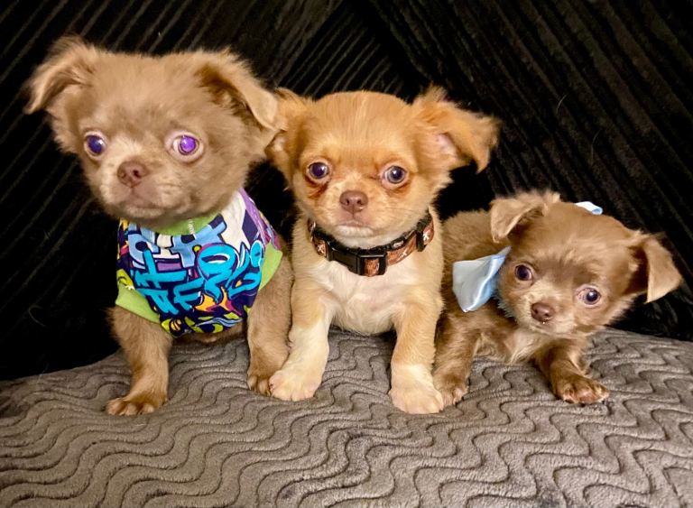 Chihuahua full Russian boy puppies 
