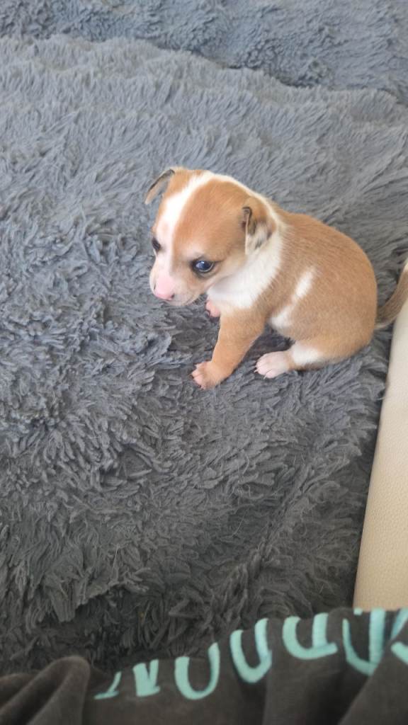 Chihuahua puppies