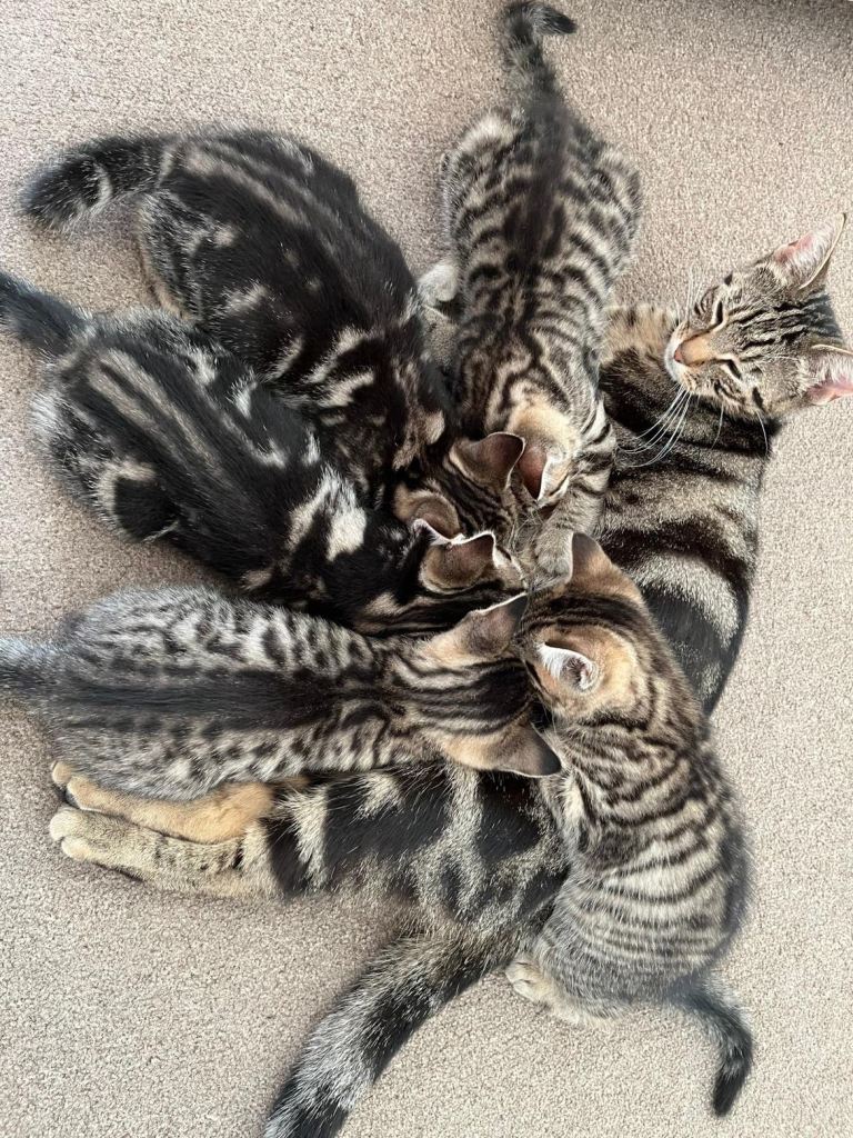 Kittens ready for loving homes now - Brighton 