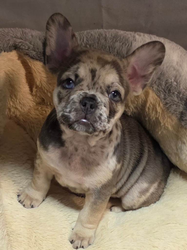 French bulldog puppies READY to go NOW 