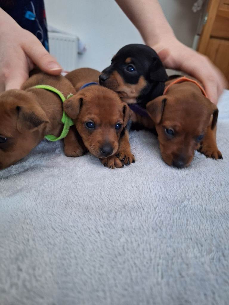 Beautiful Miniature Pinscher Puppies – Ready in November)