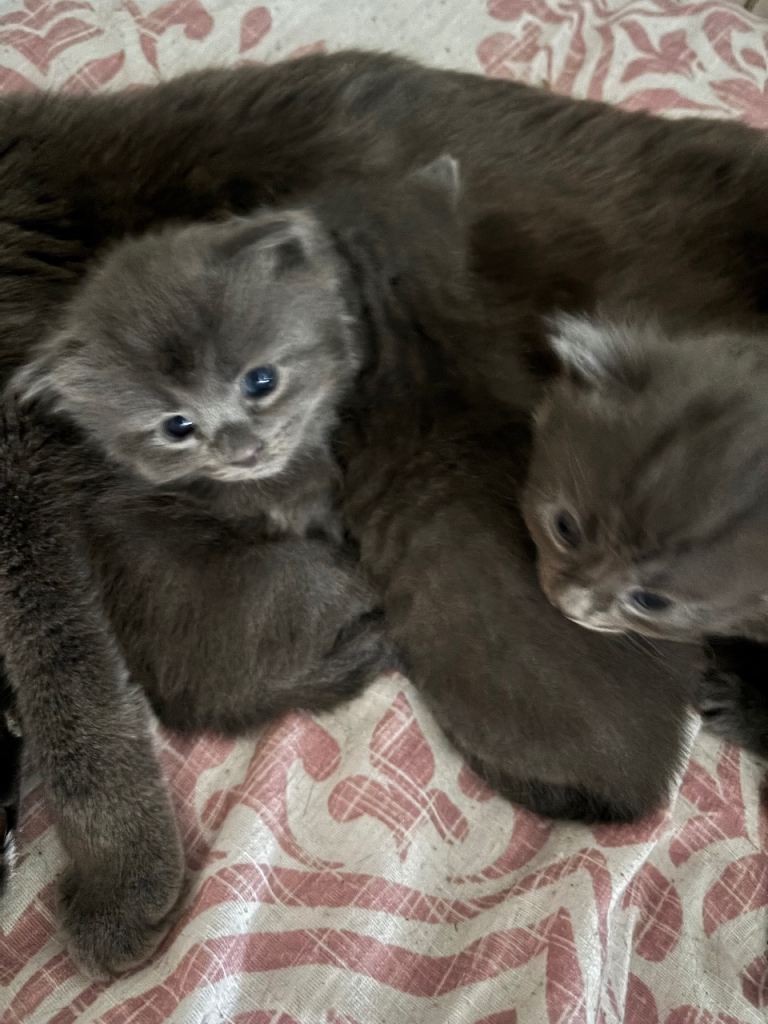 Russian blue cross
