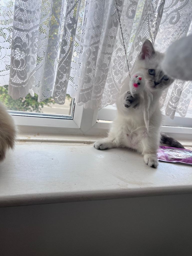 KITTEN! - British Shorthair 