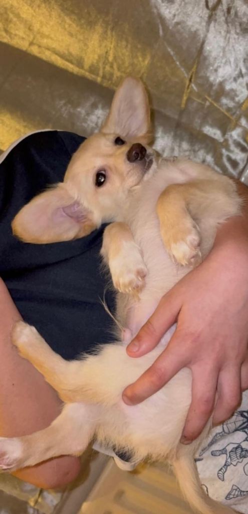 💔 Dacshund X Puppy for Sale – Very Reluctant Sale 💔