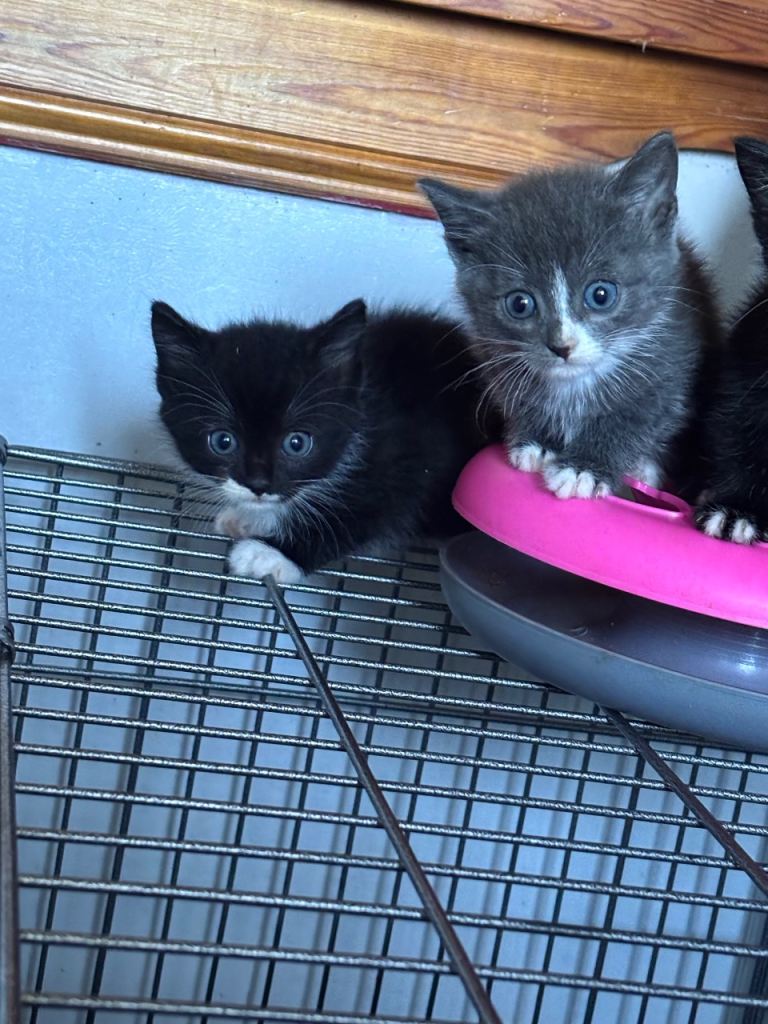 Kittens 