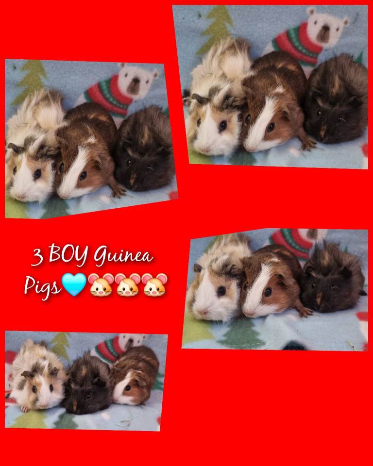 Baby Boy Guinea Pigs 