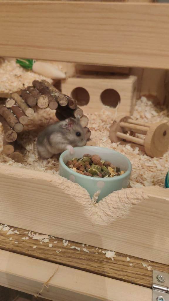 Russian dwarf hamster with full cage set up. 10 weeks old