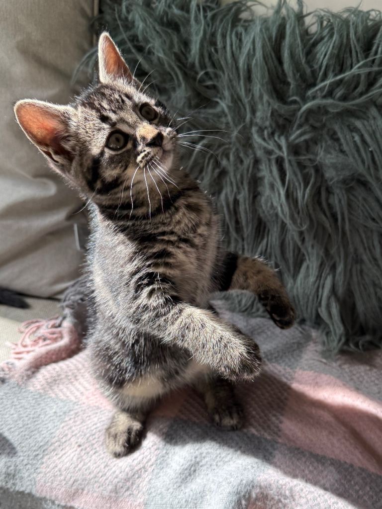 🐾 only one left! Vet checked kitten looking for loving home🐾