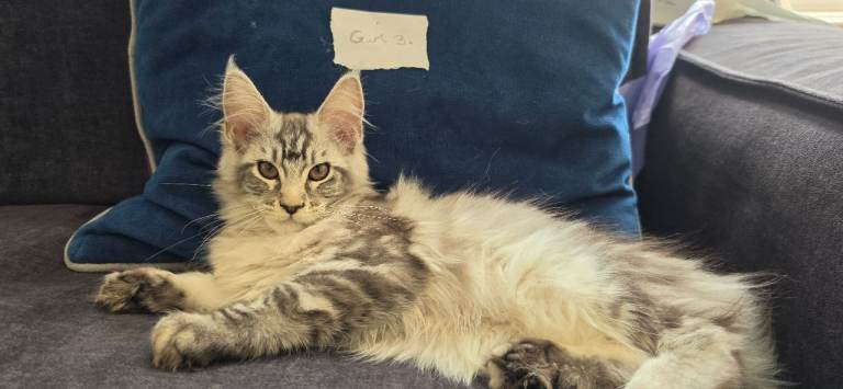 🐾 6 Beautiful Maine Coon Kittens for Sale 🐾