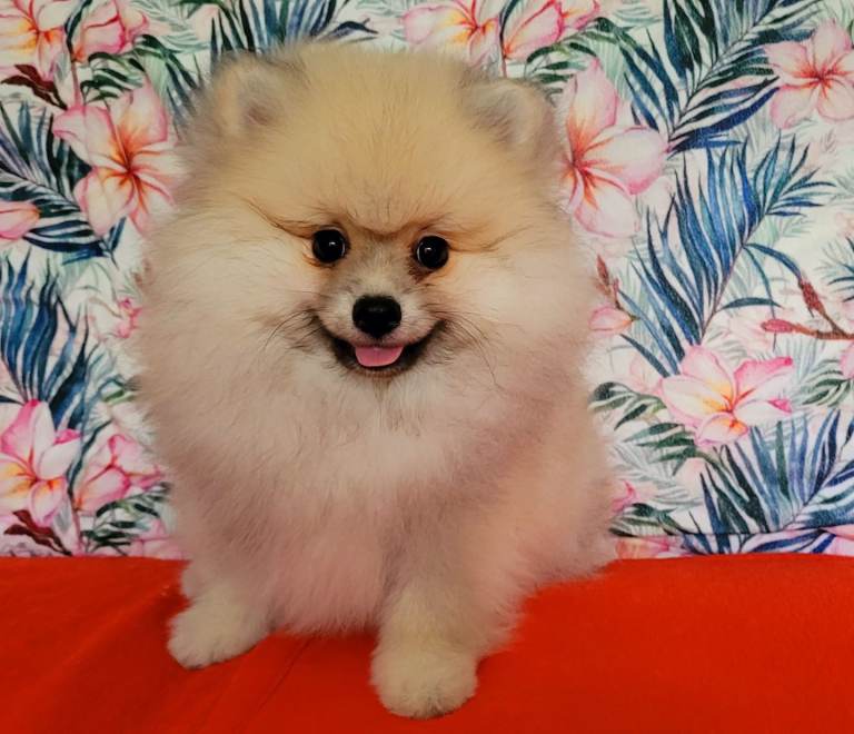 🔥Pomeranian puppies for sale🔥KC reg🔥