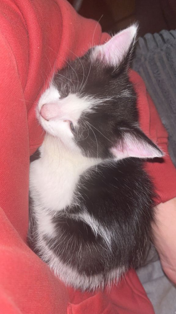 Kittens for sale READY NOW (black & white)