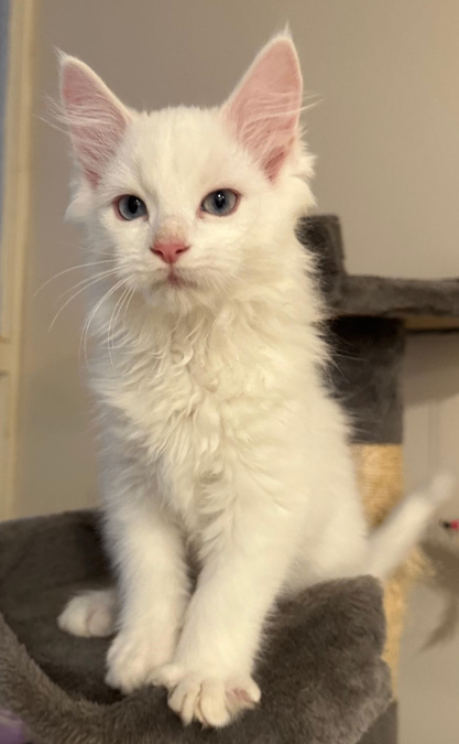 White Fluffy Kitten (Main Coon x Ragdoll) £500