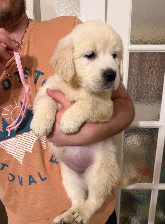 Golden Retriever Female 10 Weeks