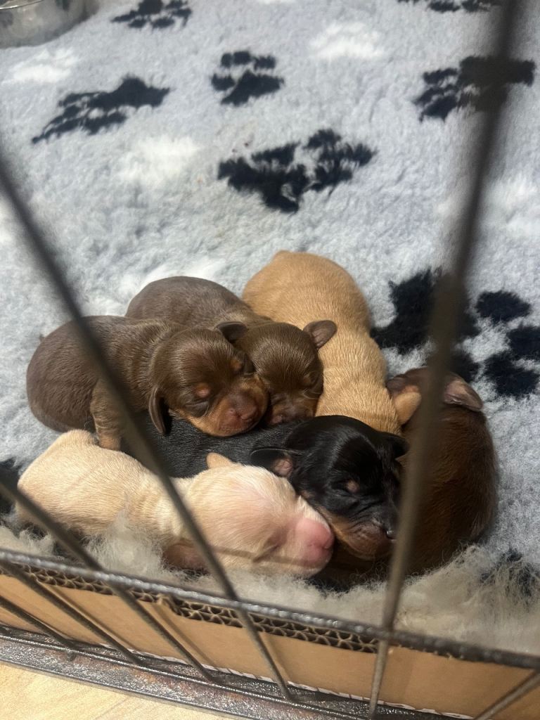 Miniature Dacshund Puppies
