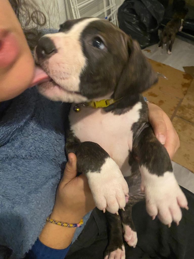 Beautiful Scott American Bulldog x Staffy