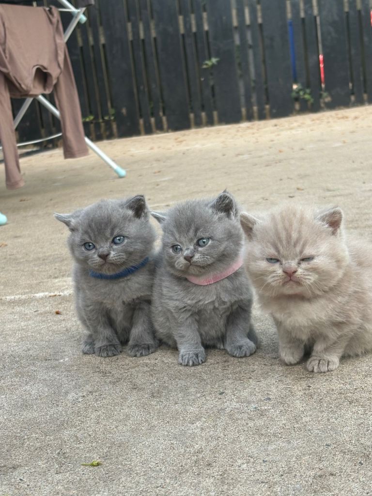 3 British Blue ShortHair Kittens