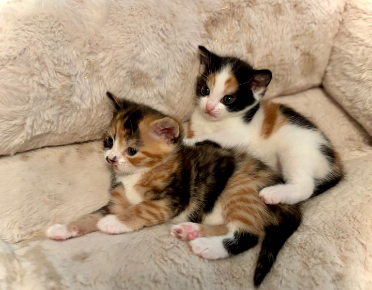 Gorgeous kittens