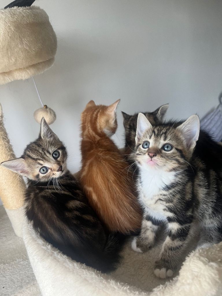 Adorable kittens to be rehomed 