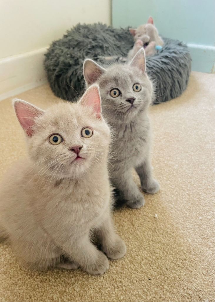 *Last Stunning Russian Blue/British Shorthair Girl kitten *
