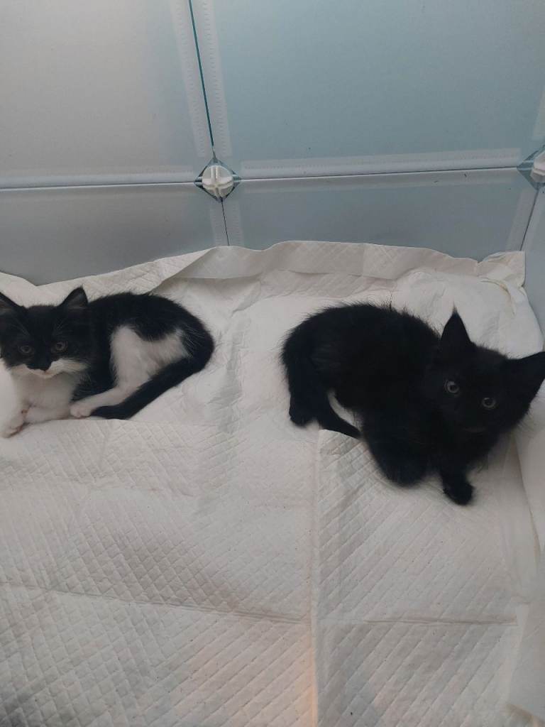 Kitten mix