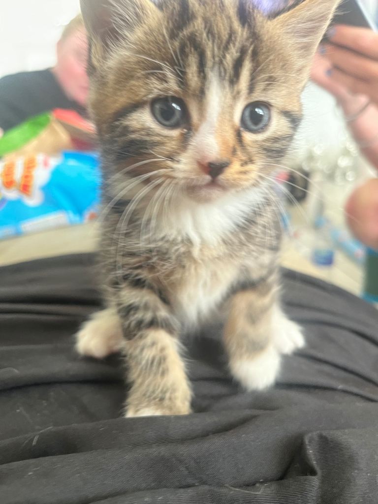 two female oriental x bengal x mainecoon kittens left