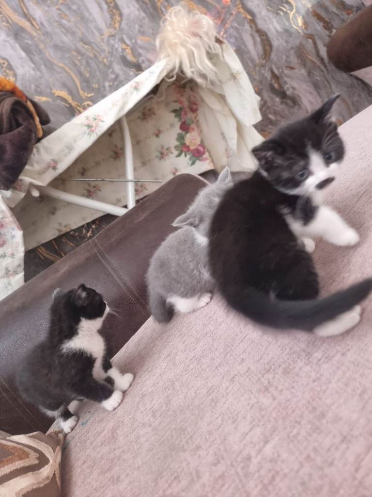 Mixed British short-hair kittens 