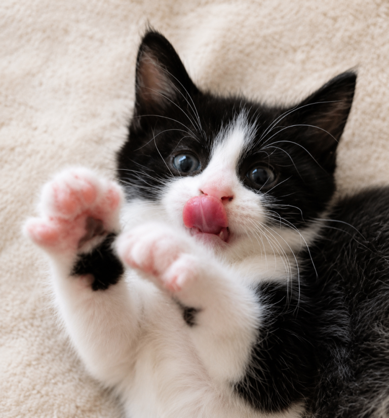 Oreo Blk/White 9 Weeks Kitten Adorable  £199