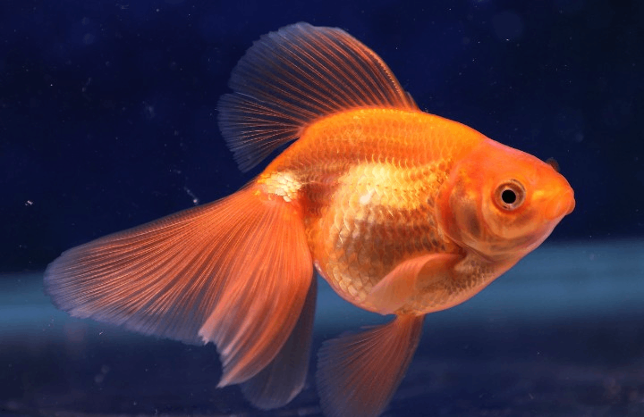 Fancy Goldfish