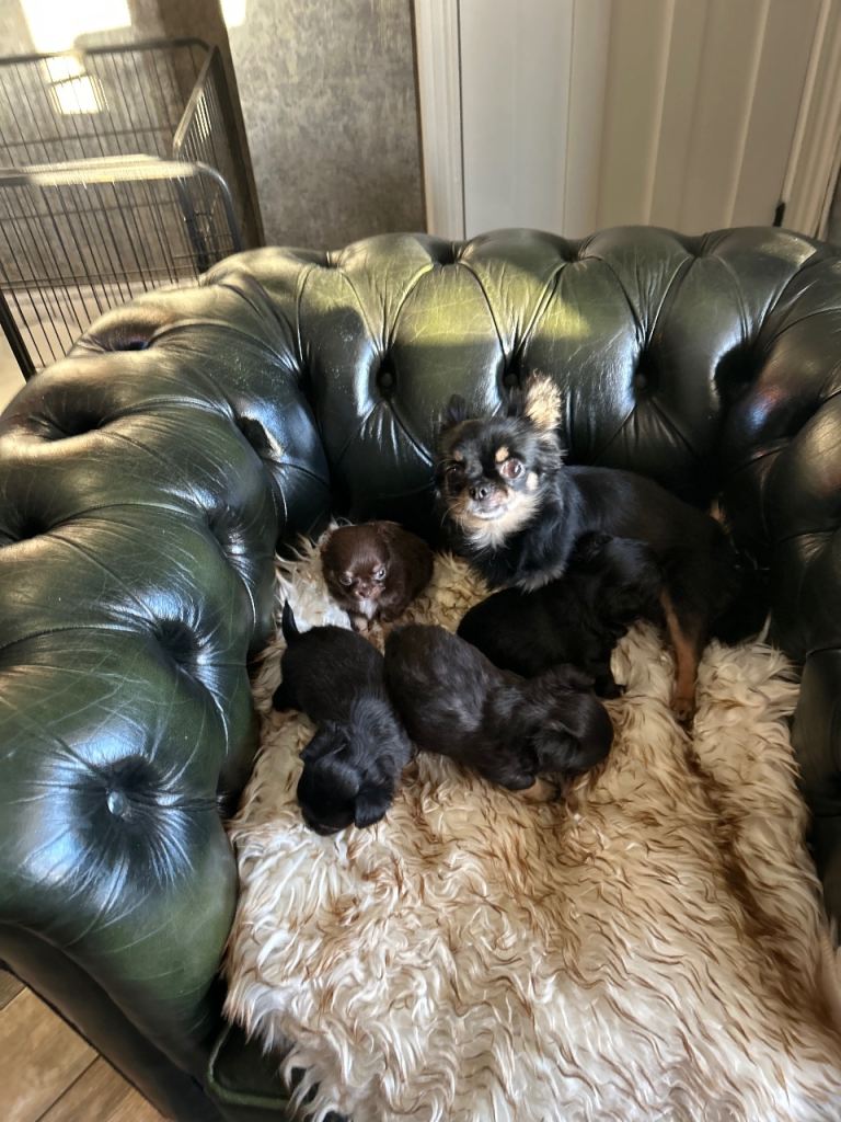 Tea cup chihuahua pups