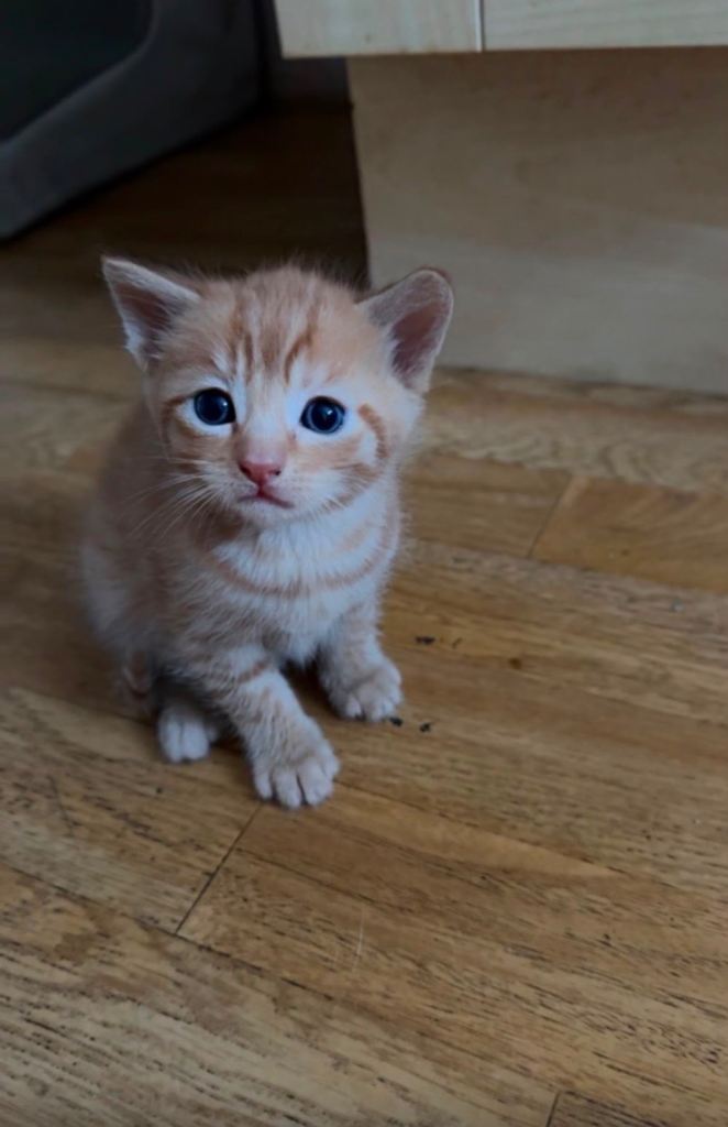 Kittens 