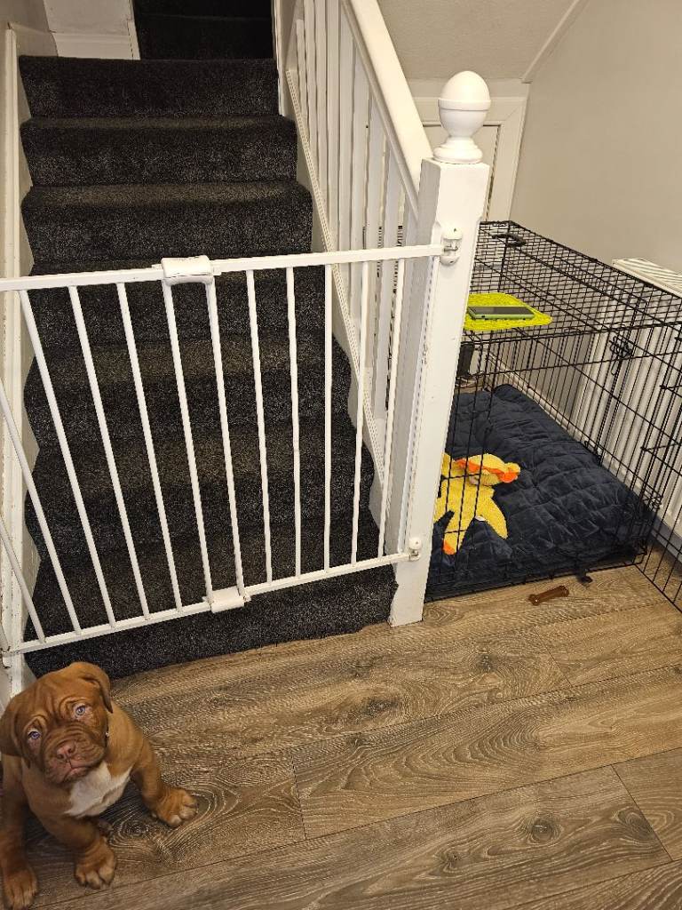 Dog cage ( XL)