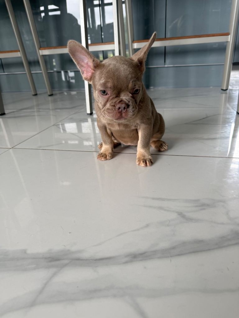 French Bulldog Puppies