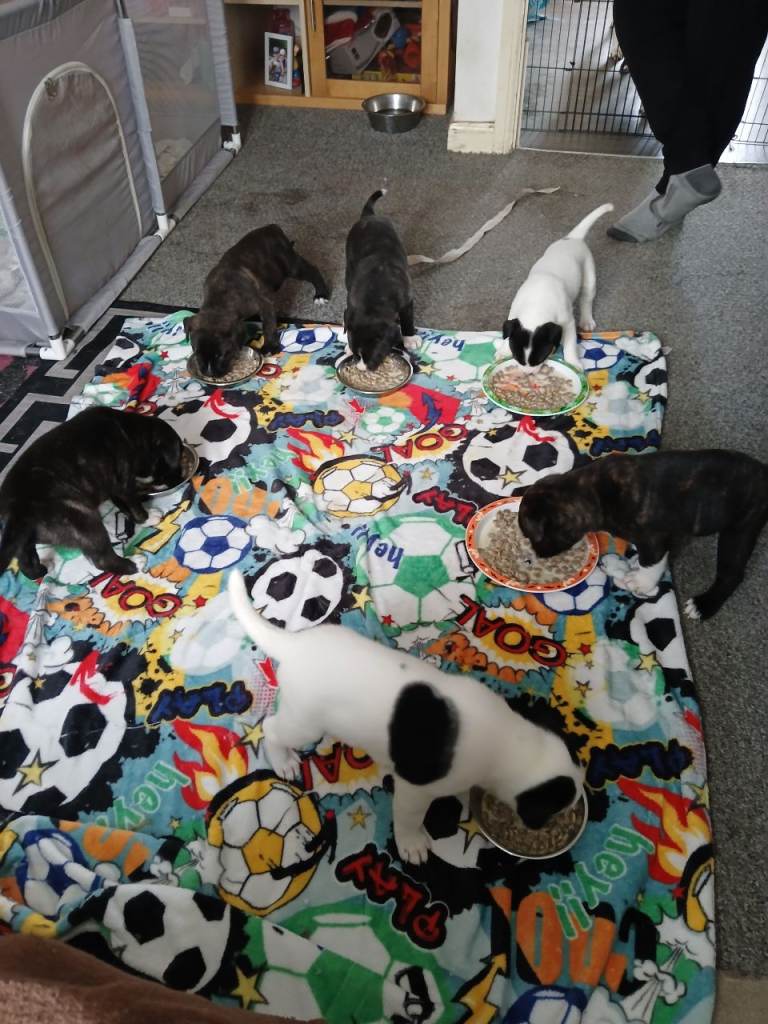Puppies