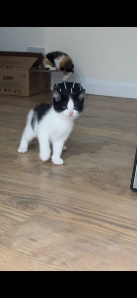Black n white kittens 