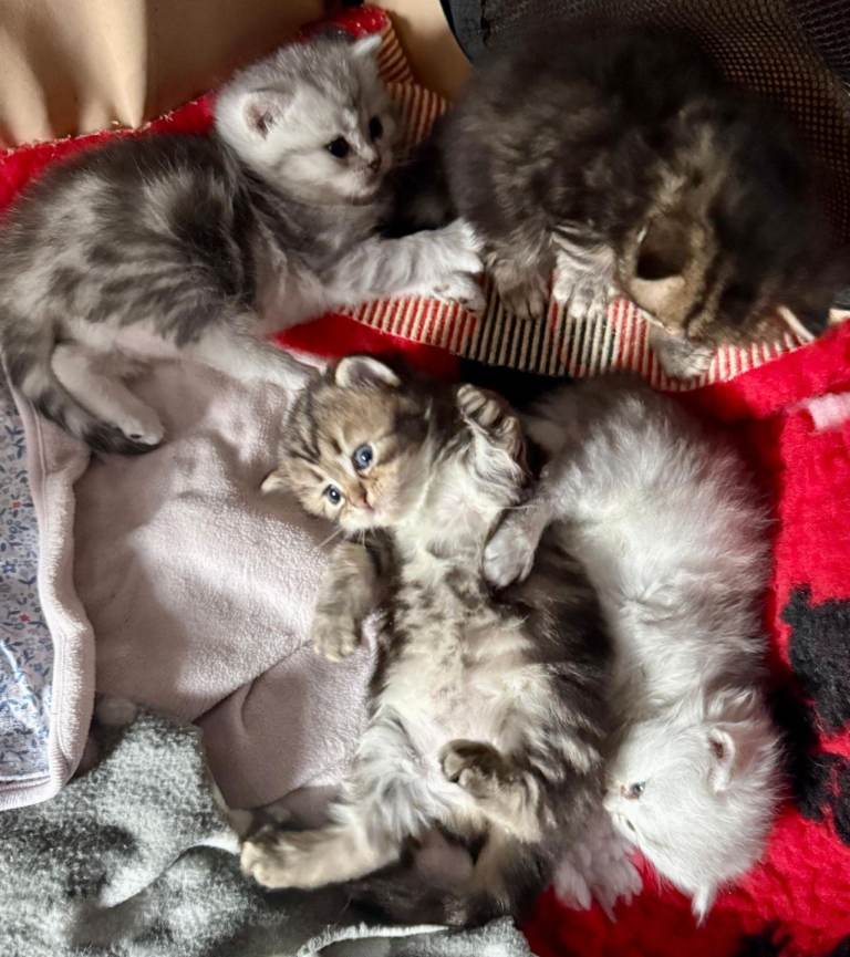 Ragdoll/Scottish straight kittens