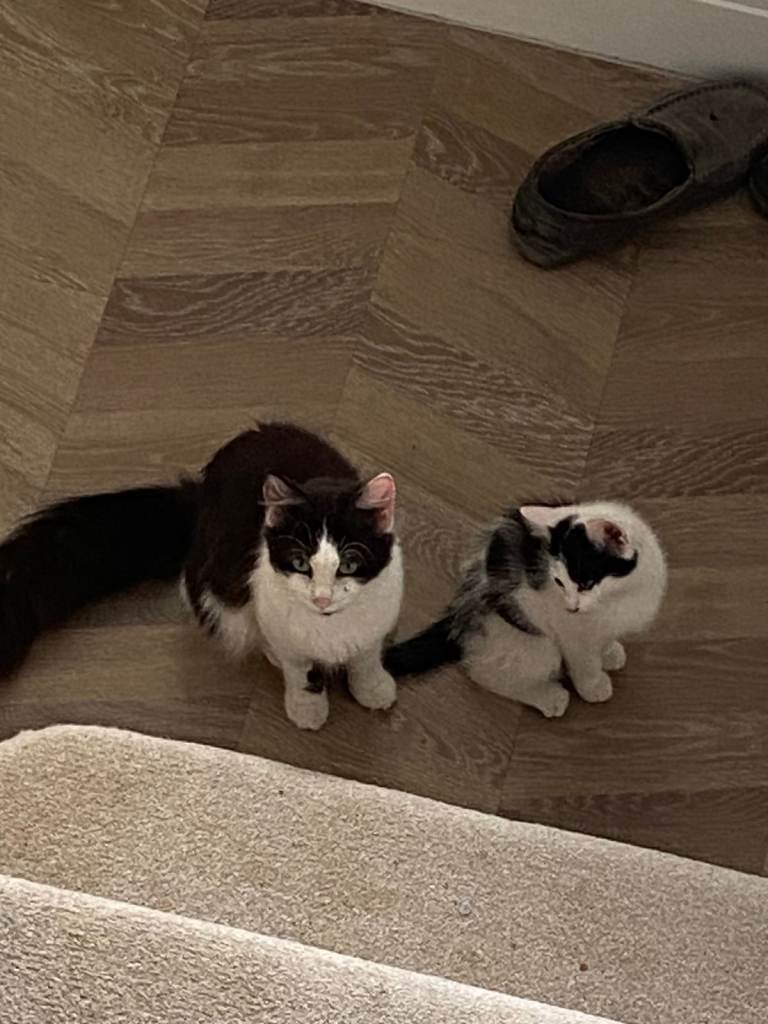 2 beautiful black and white male kittens, litter-trained, solid food